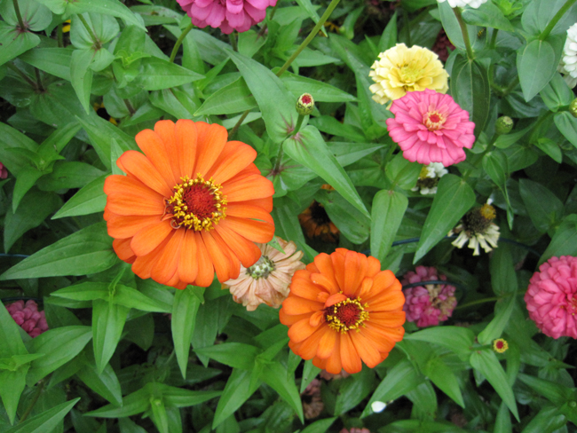 flowers in orange, yellow, and pink